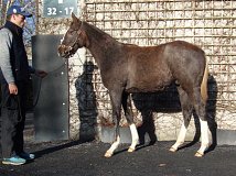 Lot no. 63 at Goffs November Foal Sale 2025