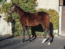 Lot no. 677 at Goffs November Foal Sale 2013