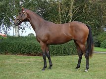 Lot no. 50 at Goffs Orby Yearling Sale 2021