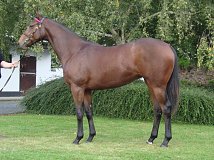 Lot no. 451 at Tattersalls Fairyhouse Yearling Sale 2022