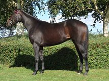 Lot no. 181 at Tattersalls Fairyhouse Yearling Sale 2023