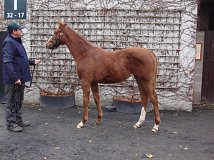 Lot no. 167 at Goffs November Foal Sale 2023