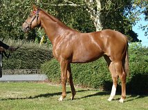 Lot no. 32 at Tattersalls Ireland September Yearling Sale 2024