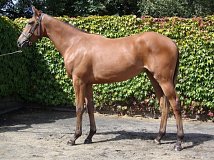 Lot no. 266 at Goffs Orby Yearling Sale 2014
