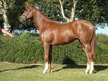 Lot no. 256 at Goffs Orby Yearling Sale 2024 Book 1