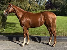 Lot no. 26 at Goffs Orby Yearling Sale 2026 Book 1