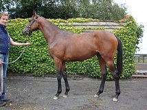 Lot no. 489 at Tattersalls Fairyhouse Yearling Sale 2013