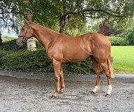 Lot no. 429 at Tattersalls Ireland September Yearling Sale 2026 Part 1