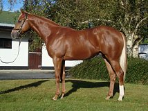 Lot no. 640 at Tattersalls Newmarket Yearling Sale 2021 Book 2