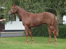 Lot no. 477 at Tattersalls Fairyhouse Yearling Sale 2022