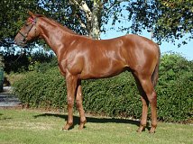 Lot no. 75 at Tattersalls Ireland September Yearling Sale 2024
