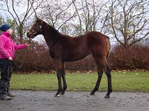 Lot no. 461 at Goffs November Foal Sale 2012