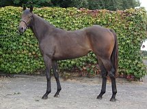 Lot no. 299 at Goffs Orby Yearling Sale 2014