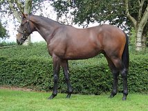 Lot no. 221 at Goffs Orby Yearling Sale 2020 in Doncaster