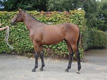 Lot no. 304 at Goffs Orby Yearling Sale 2014