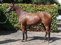 Lot no. 306 at Goffs Orby Yearling Sale 2014