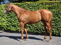 Lot no. 308 at Goffs Orby Yearling Sale 2014