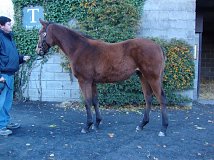 Lot no. 915 at Goffs November Foal Sale 2013