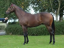 Lot no. 32 at Goffs Orby Yearling Sale 2022