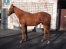 Lot no. 547 at Goffs November Foal Sale 2022