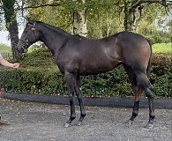 Lot no. 941 at Tattersalls Newmarket Yearling Sale 2025 Book 2