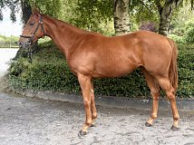 Lot no. 89 at Goffs Orby Yearling Sale 2026 Book 1