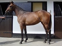 Lot no. 314 at Goffs Orby Yearling Sale 2014