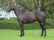 Lot no. 228 at Tattersalls Fairyhouse Yearling Sale 2020 in Newmarket