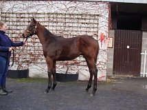 Lot no. 37 at Goffs November Foal Sale 2021