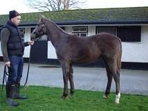 Lot no. 971 at Tattersalls December Foal Sale 2013