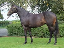 Lot no. 243 at Goffs Orby Yearling Sale 2020 in Doncaster