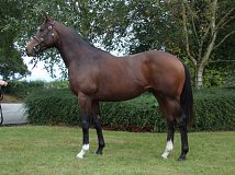 Lot no. 104 at Goffs Orby Yearling Sale 2021