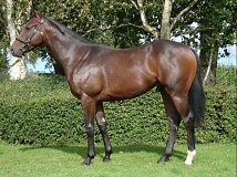 Lot no. 473 at Goffs Orby Yearling Sale 2023 Book 1