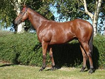 Lot no. 319 at Goffs Orby Yearling Sale 2024 Book 1