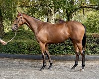 Lot no. 229 at Goffs Orby Yearling Sale 2025 Book 1