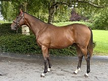 Lot no. 105 at Goffs Orby Yearling Sale 2026 Book 1