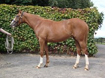 Lot no. 331 at Goffs Orby Yearling Sale 2014