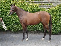 Lot no. 116 at Tattersalls Fairyhouse Yearling Sale 2013