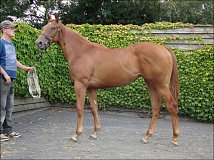Lot no. 203 at Tattersalls Newmarket Yearling Sale 2013