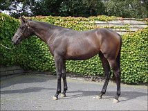 Lot no. 221 at Goffs Orby Yearling Sale 2013