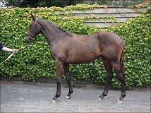 Lot no. 229 at Goffs Orby Yearling Sale 2013
