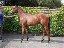 Lot no. 248 at Tattersalls Fairyhouse Yearling Sale 2013