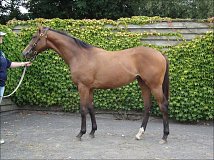 Lot no. 309 at Goffs Orby Yearling Sale 2013