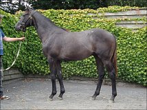 Lot no. 352 at Goffs Orby Yearling Sale 2013