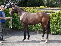 Lot no. 393 at Goffs Orby Yearling Sale 2013