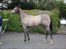 Lot no. 399 at Tattersalls Fairyhouse Yearling Sale 2013