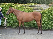 Lot no. 399 at Goffs Orby Yearling Sale 2013