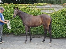 Lot no. 482 at Goffs Sportsmans Yearling Sale 2013