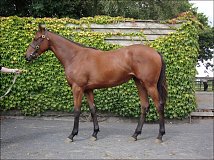Lot no. 626 at Goffs Sportsmans Yearling Sale 2013