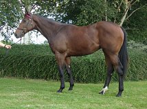 Lot no. 55 at Goffs Orby Yearling Sale 2022
